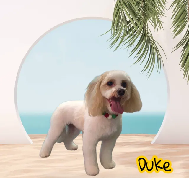 Styles by Sal Mobile Dog Grooming — photo from the business 8