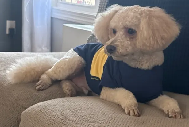 Customer photo of work by Styles by Sal Mobile Dog Grooming, from Amanda Bunch's review