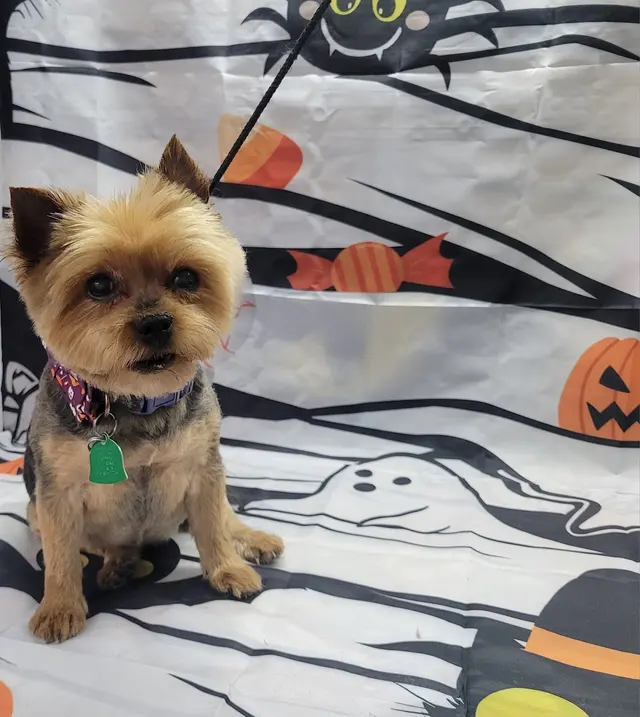 Styles by Sal Mobile Dog Grooming — photo from the business 12