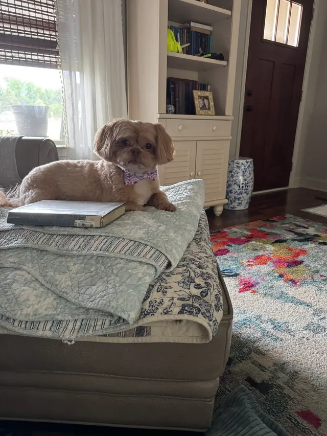 Customer photo of work by Styles by Sal Mobile Dog Grooming, from Nicole Branch's review
