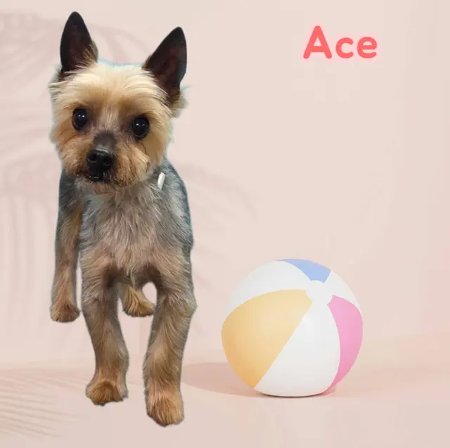 Styles by Sal Mobile Dog Grooming — photo from the business 9