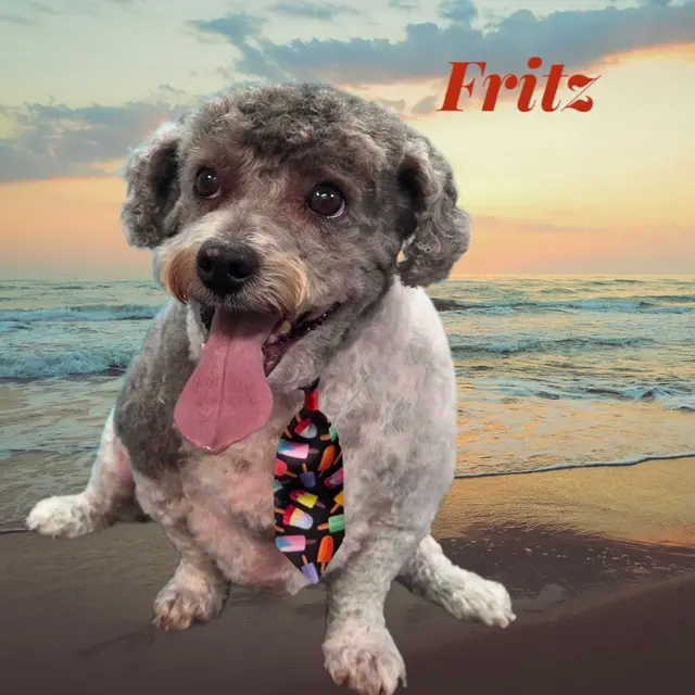 Customer photo of work by Styles by Sal Mobile Dog Grooming, from Shanna Joseph's review