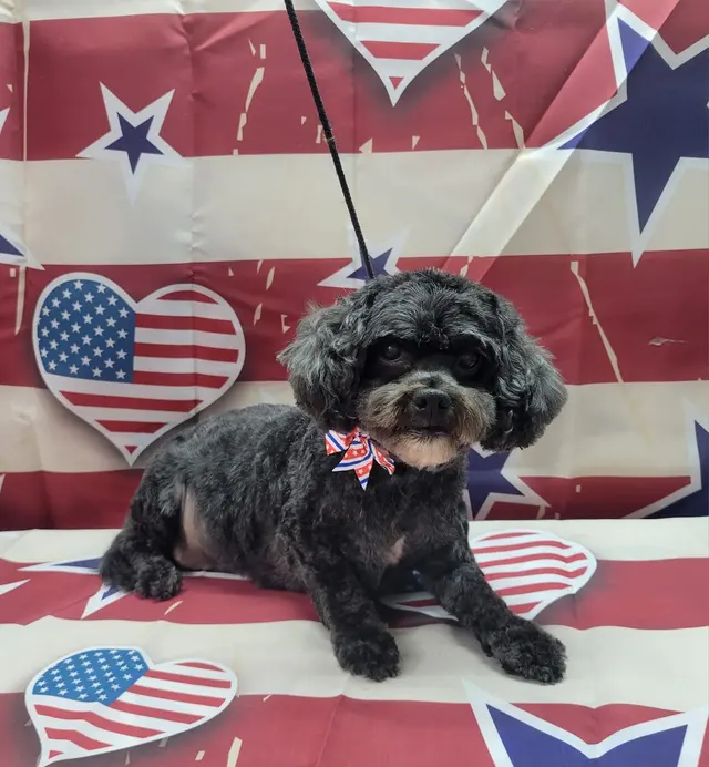Styles by Sal Mobile Dog Grooming — photo from the business 6