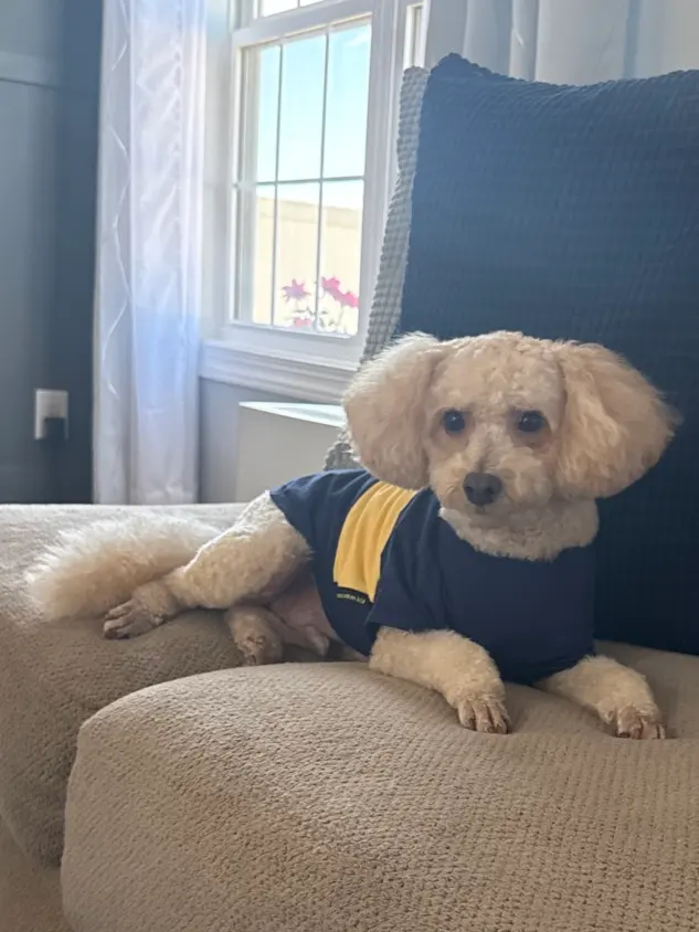 Customer photo of work by Styles by Sal Mobile Dog Grooming, from Amanda Bunch's review