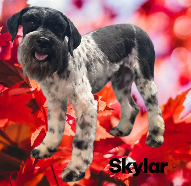 Styles by Sal Mobile Dog Grooming — photo from the business 5