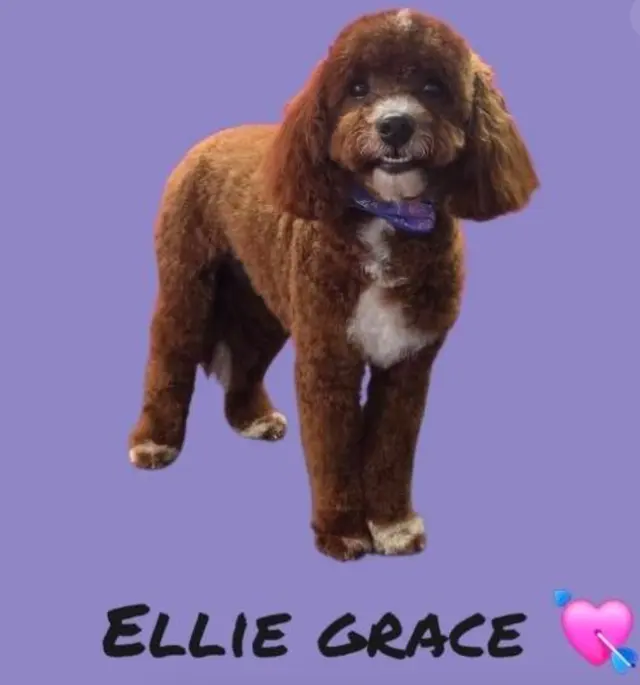Styles by Sal Mobile Dog Grooming — photo from the business 7