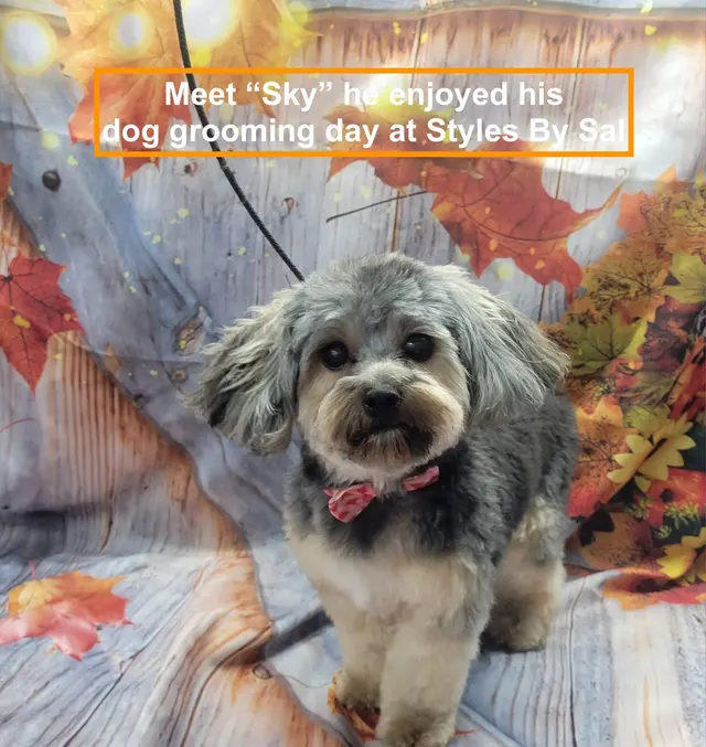 Styles by Sal Mobile Dog Grooming — photo from the business 2