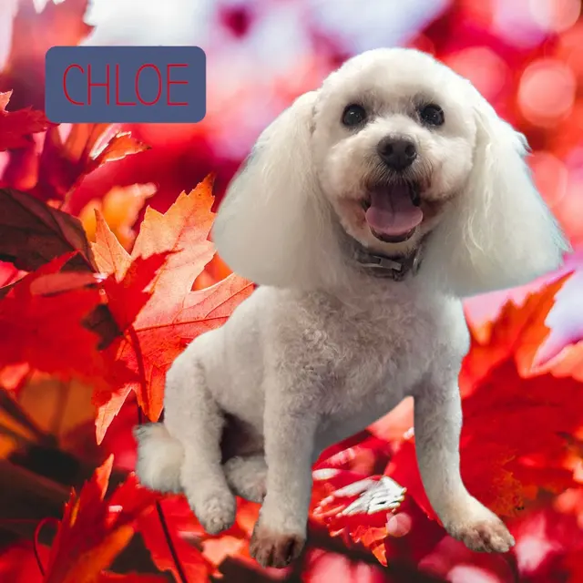 Customer photo of work by Styles by Sal Mobile Dog Grooming, from Larissa Oliveira's review