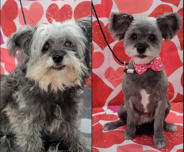 Styles by Sal Mobile Dog Grooming — photo from the business 1