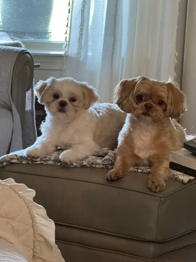 Customer photo of work by Styles by Sal Mobile Dog Grooming, from Nicole Branch's review