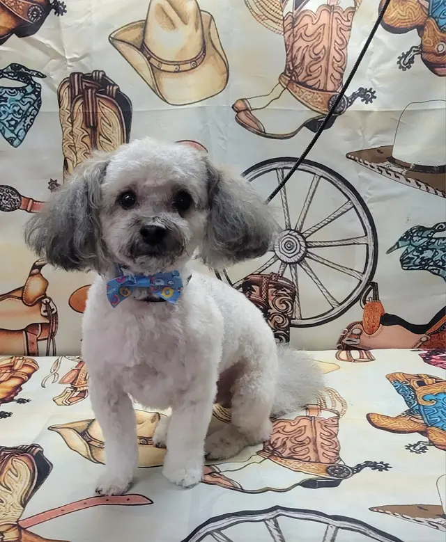 Styles by Sal Mobile Dog Grooming — photo from the business 4