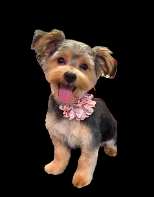 Customer photo of work by Styles by Sal Mobile Dog Grooming, from JoSS Outlaw's review