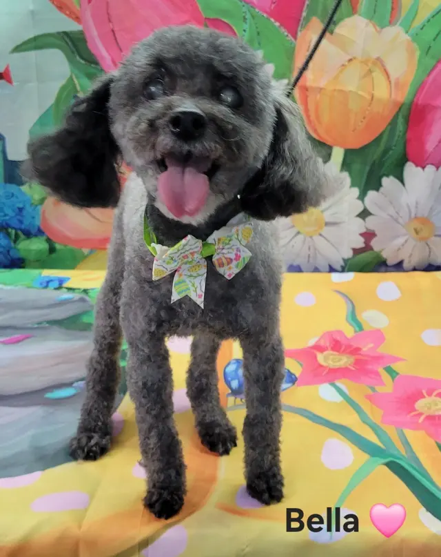 Styles by Sal Mobile Dog Grooming — photo from the business 10