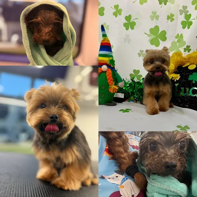 Classy k-9 mobile dog grooming — photo from the business 2