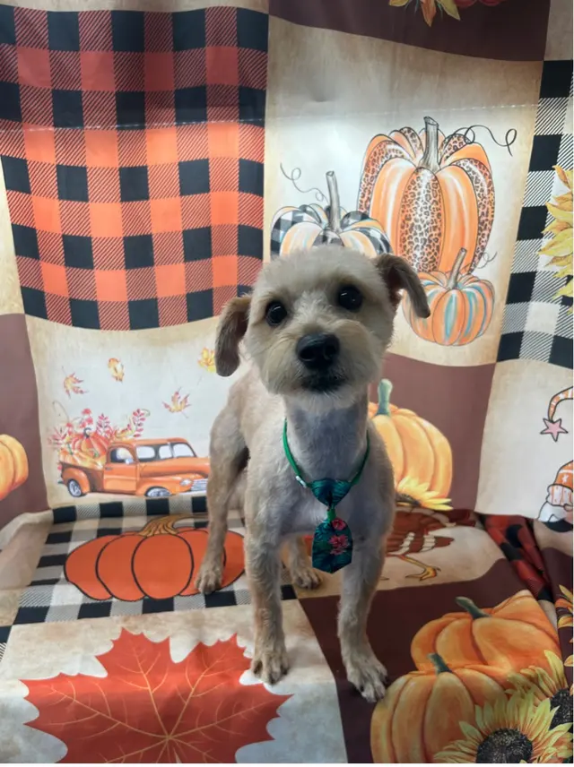 Customer photo of work by Classy k-9 mobile dog grooming, from Niyia Nicole's review