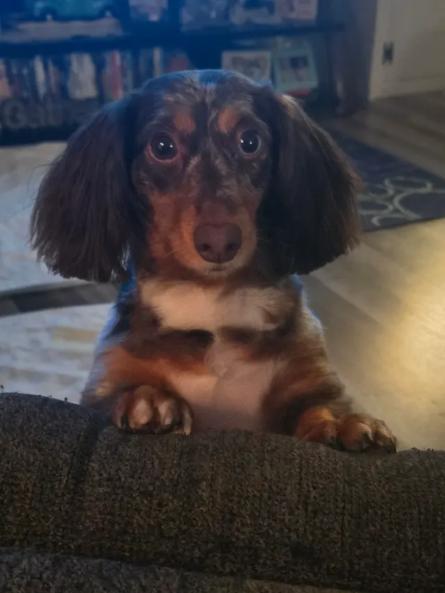 Customer photo of work by Classy k-9 mobile dog grooming, from Jennifer Tanner's review