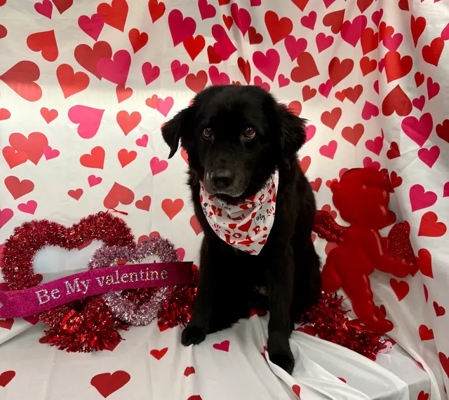 Classy k-9 mobile dog grooming — photo from the business 11