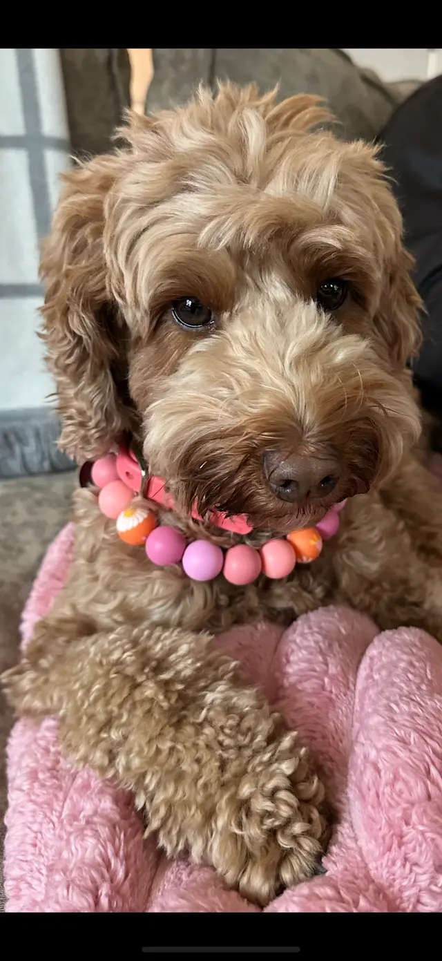 Customer photo of work by Classy k-9 mobile dog grooming, from Mary Lawrence's review