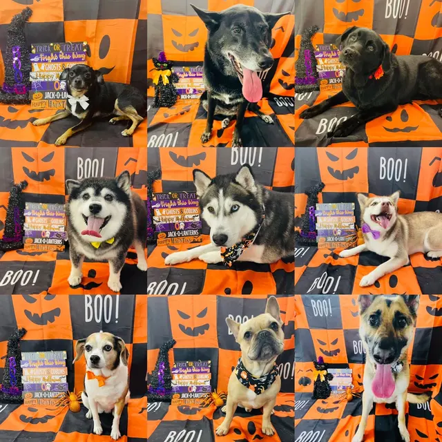 Classy k-9 mobile dog grooming — photo from the business 6