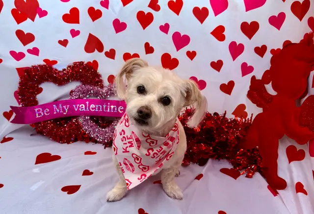 Classy k-9 mobile dog grooming — photo from the business 4