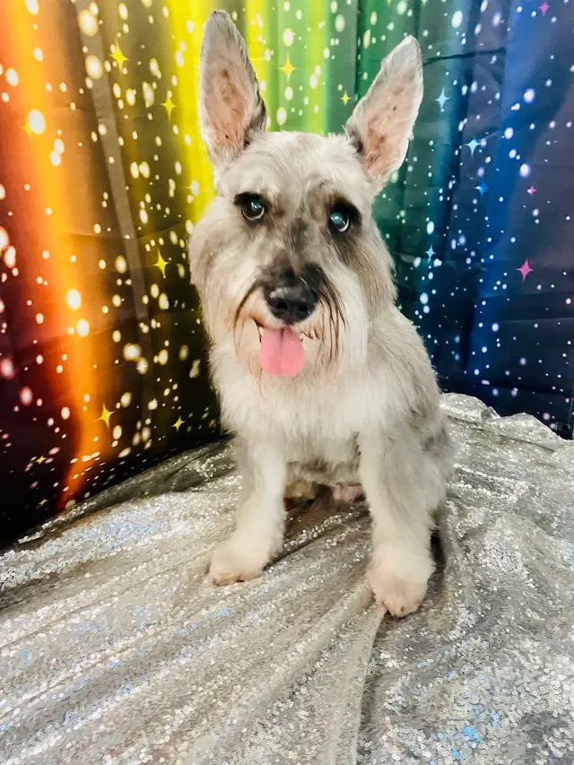 Classy k-9 mobile dog grooming — photo from the business 12