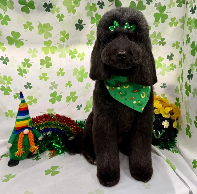 Classy k-9 mobile dog grooming — photo from the business 10