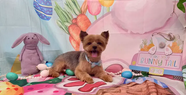 Classy k-9 mobile dog grooming — photo from the business 8