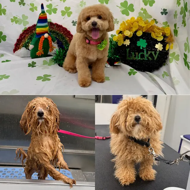 Classy k-9 mobile dog grooming — photo from the business 3