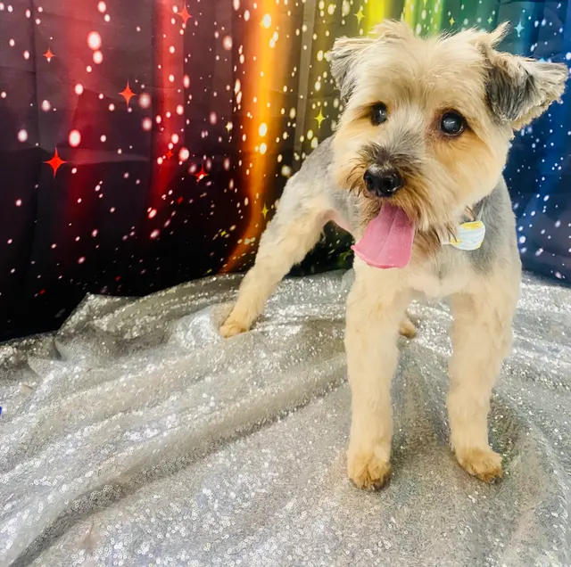 Classy k-9 mobile dog grooming — photo from the business 5