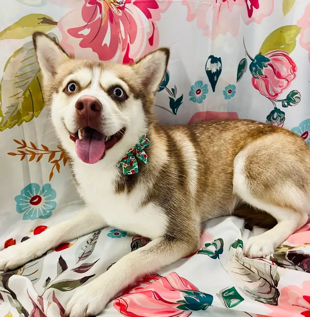 Classy k-9 mobile dog grooming — photo from the business 9