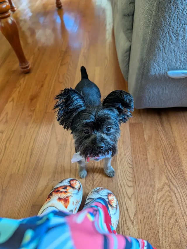 Customer photo of work by Lucky Dog Mobile Groomers - Raleigh, NC, from Regina Sharp's review