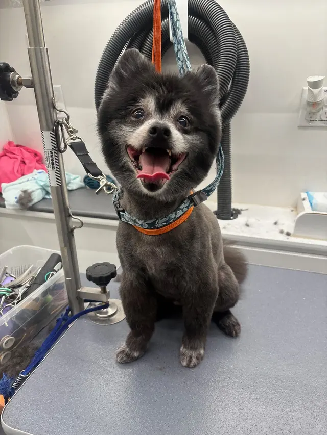 Lucky Dog Mobile Groomers - Raleigh, NC — photo from the business 5