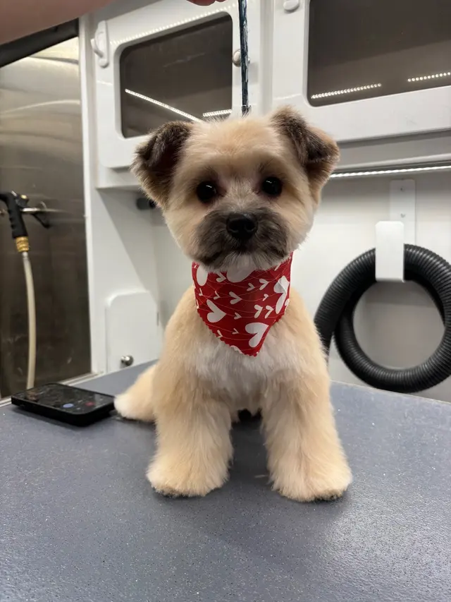 Lucky Dog Mobile Groomers - Raleigh, NC — photo from the business 3