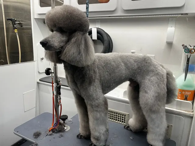 Lucky Dog Mobile Groomers - Raleigh, NC — photo from the business 4