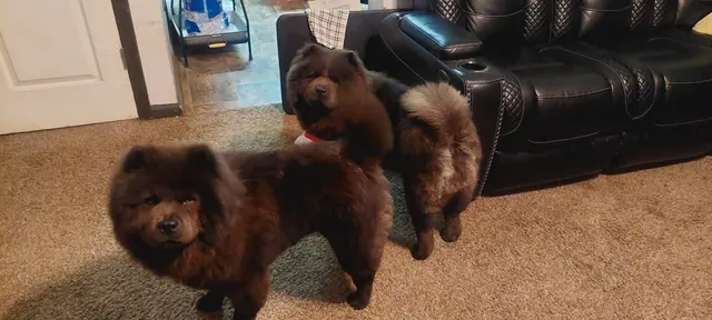 Customer photo of work by Lucky Dog Mobile Groomers - Raleigh, NC, from Cynthia Smith's review