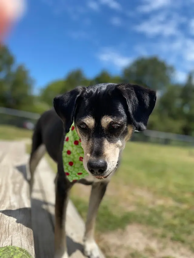 Wags to Riches Grooming, LLC. — customer photo 5