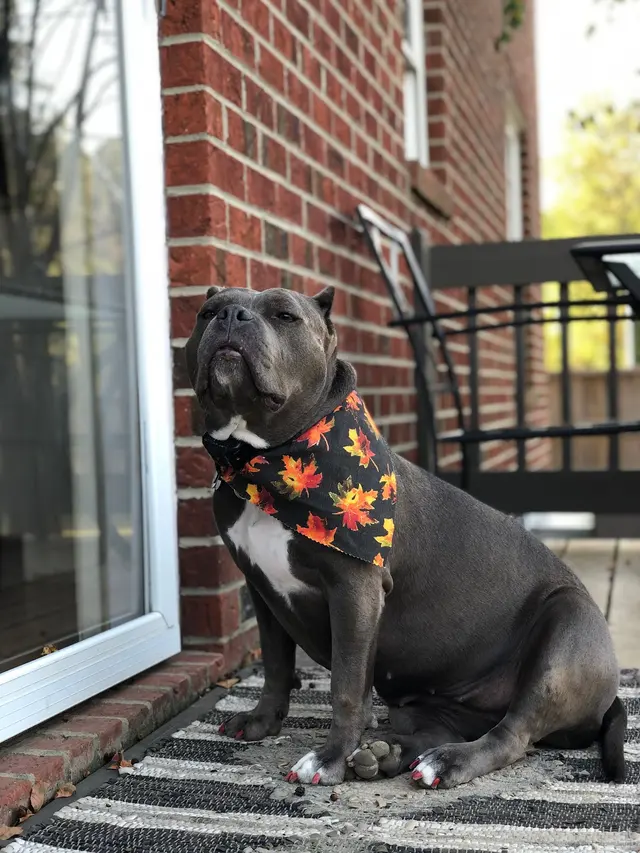 Wags to Riches Grooming, LLC. — customer photo 12