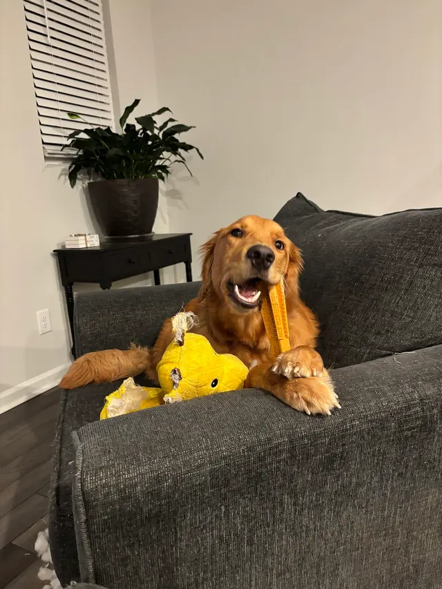 Wags to Riches Grooming, LLC. — customer photo 3