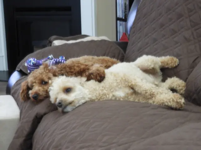 Wags to Riches Grooming, LLC. — customer photo 11