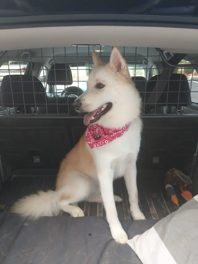 Wags to Riches Grooming, LLC. — customer photo 6