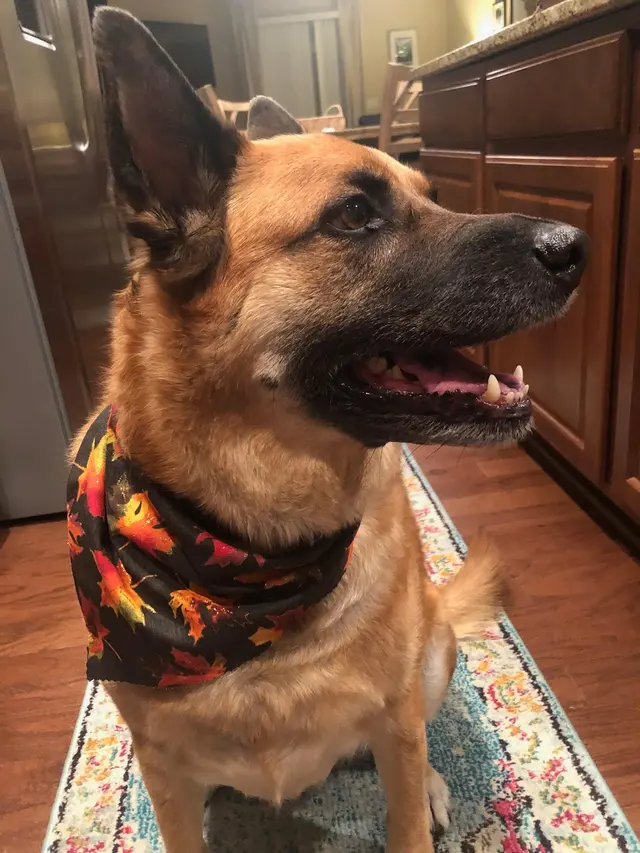 Wags to Riches Grooming, LLC. — customer photo 9