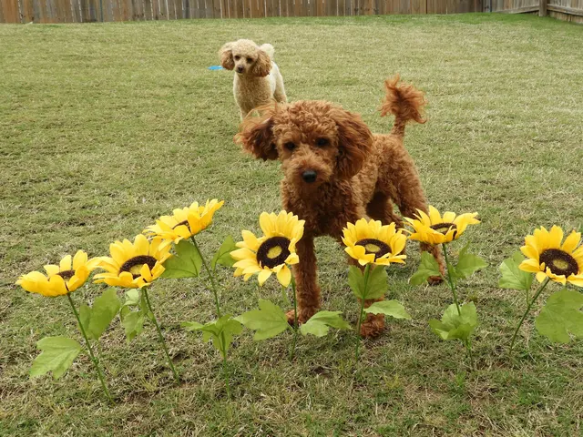 Wags to Riches Grooming, LLC. — customer photo 10