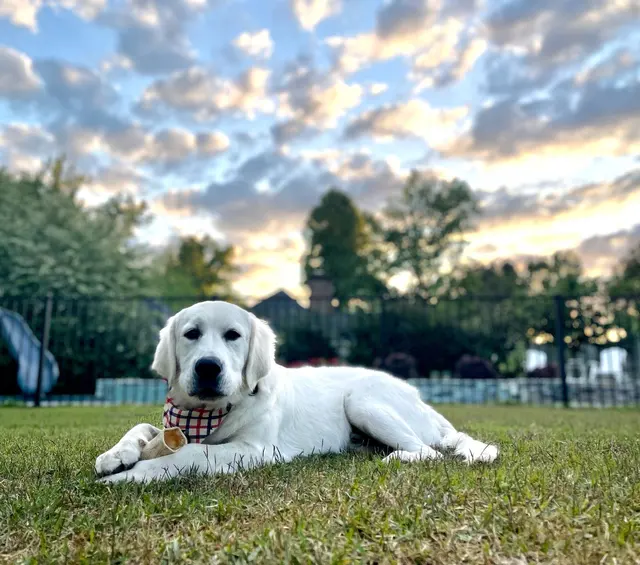 Wags to Riches Grooming, LLC. — customer photo 4