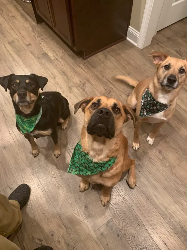 Wags to Riches Grooming, LLC. — customer photo 7