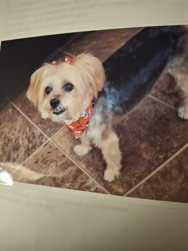 Wags to Riches Grooming, LLC. — customer photo 2