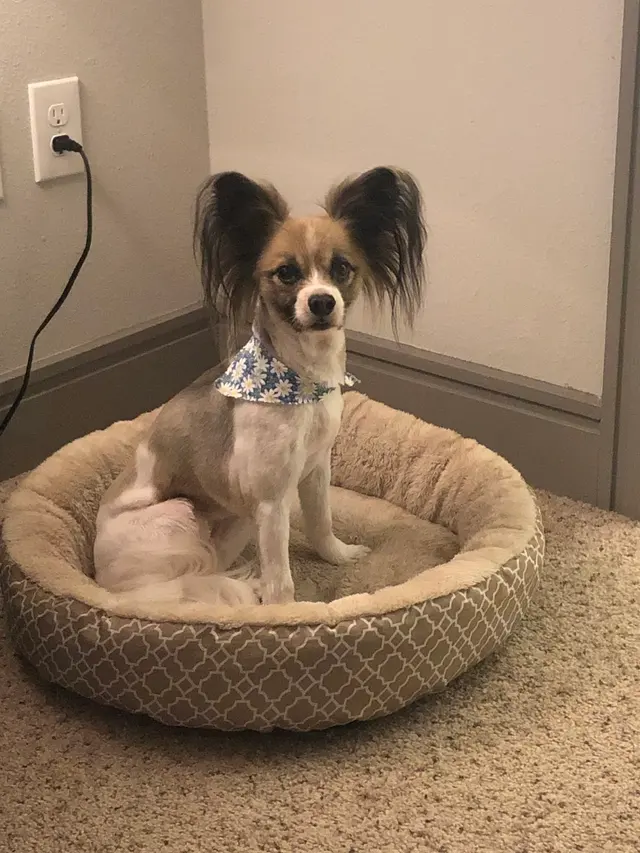 Wags to Riches Grooming, LLC. — customer photo 8