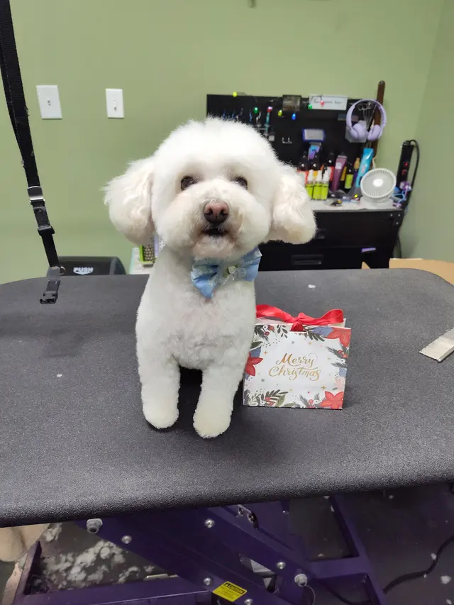 Wags to Riches Grooming, LLC. — customer photo 1