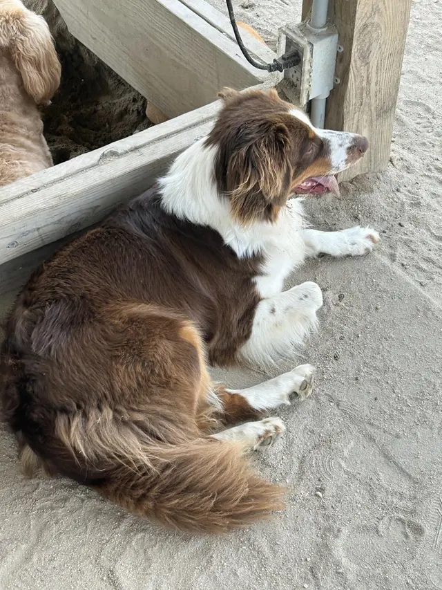 The Fetching Post — customer photo 12