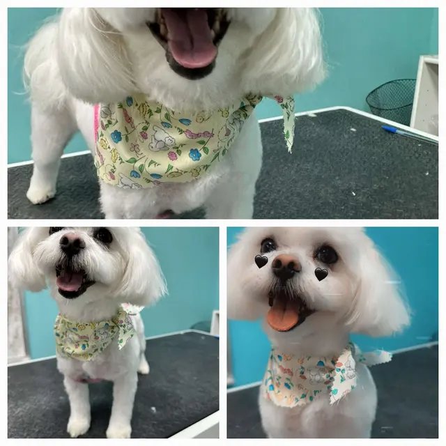 All About Pets Grooming — photo from the business 9