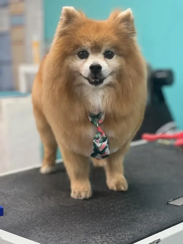 All About Pets Grooming — photo from the business 4